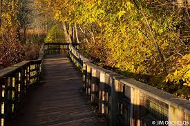 踏上穿越沼泽地的木板路 感受意境别致的秋景